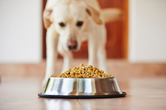 O que fazer quando seu cão não quer mais comer ração?