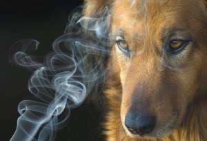 Você sabia? Fumaça de cigarro afeta e prejudica a saúde dos pets