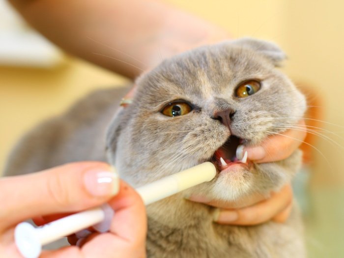 Aprenda como dar remédio para gatos