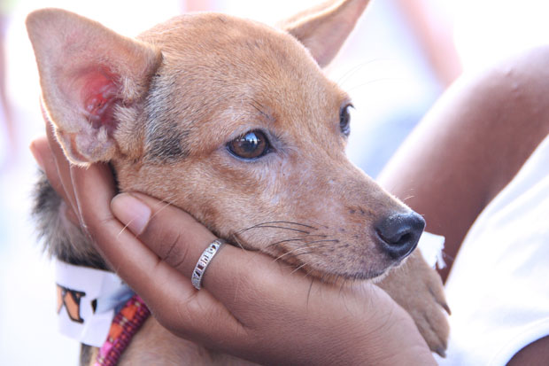 Cães e gatos podem ser castrados gratuitamente na Lagoa do Abaeté 