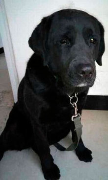 Ladrões devolvem cadela de cego com bilhete: "Por favor, nos perdoe"