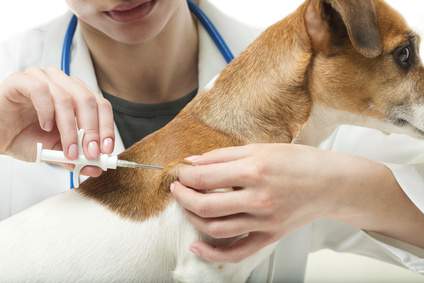 Chip para animais: Como funciona a implantação?
