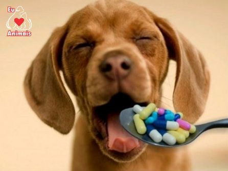 Você sabia que remédios humanos podem ser letais em cães