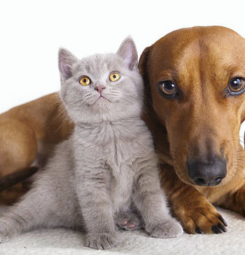 Pets castrados podem ficar mais calmos?