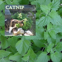 Catnip ou a erva do gato: você sabe para que serve?