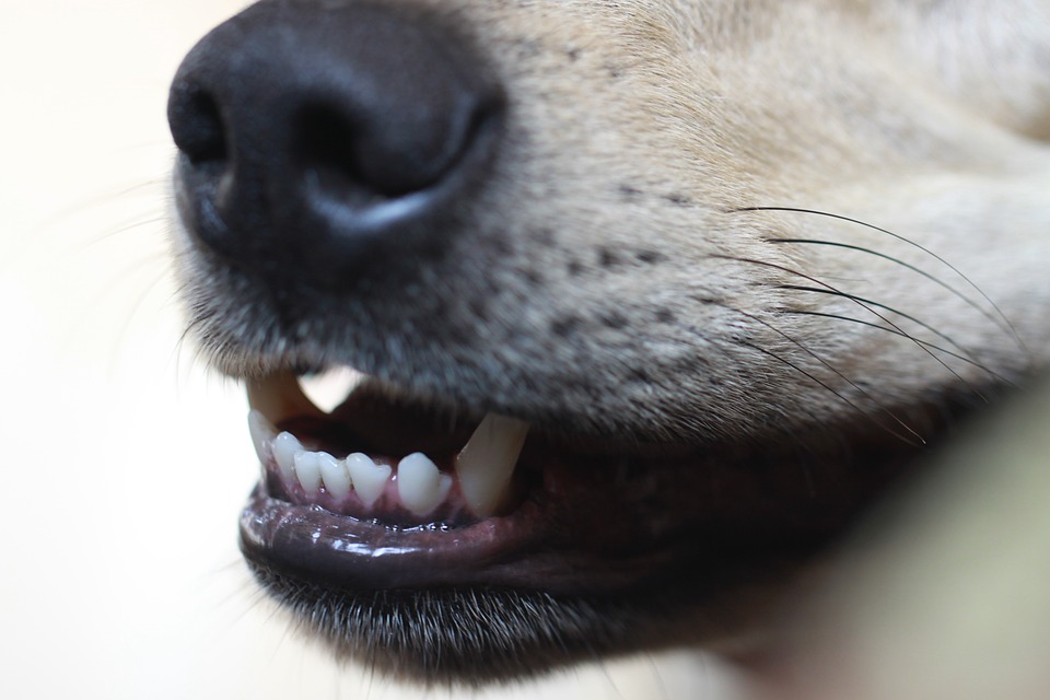 Troca de dentes em cães: