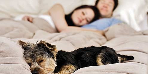 É saudável dormir com animais de estimação na cama?
