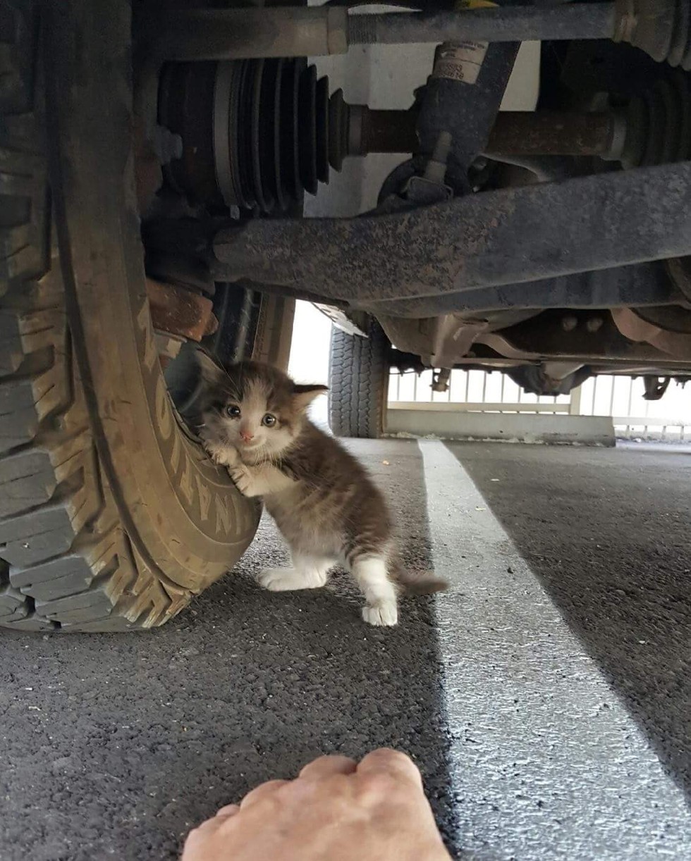 Homem encontra gatinho escondido na roda do caminhão e pergunta a esposa se pode levar
