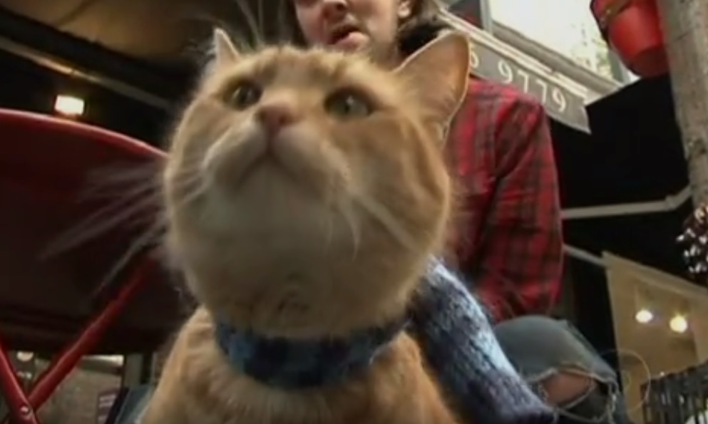 Ex-viciado e morador de rua ganha fama ao largar drogas para cuidar de um gato