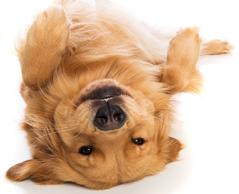 Erlichiose canina: a doença do carrapato