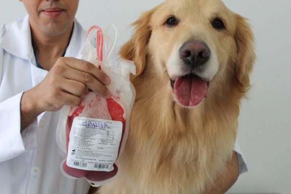 Seu animal pode ser um doador de sangue?