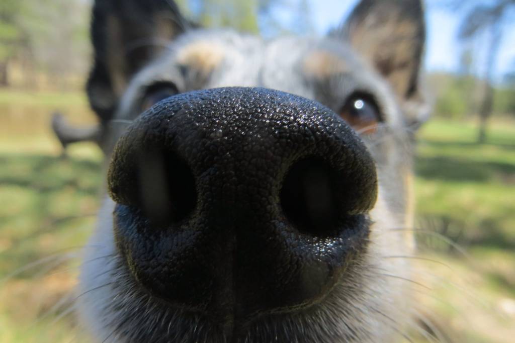 Humanos têm tanto olfato quanto os cães, revela estudo