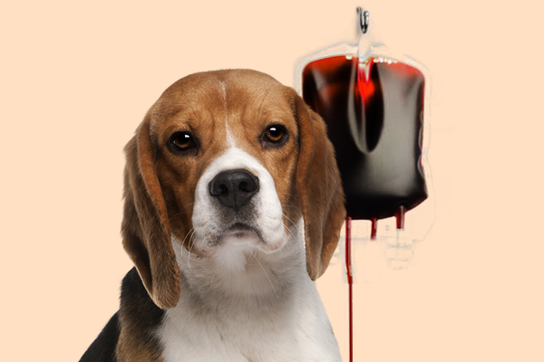 Cães e gatos podem doar sangue e oferecer melhora de vida a outros pets