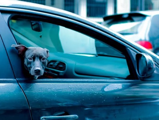 Uber leva cães que estão à espera de adoção até a casa de pessoas interessadas