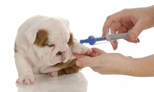 Com qual idade eu devo iniciar a vacinação do meu cão e quais vacinas ele deve tomar?