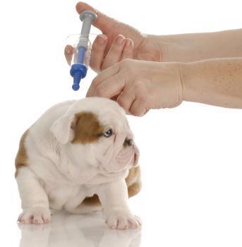Porque eu devo vacinar meu animal?