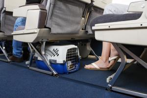 Gol passa a transportar cães e gatos de pequeno porte na cabine do avião