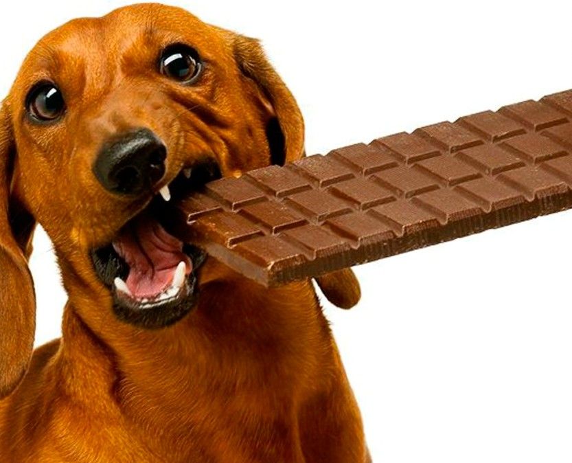Você sabia que chocolate é altamente tóxico para cachorro?